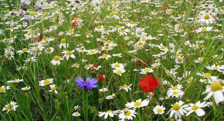 La biodiversidad ha caído por debajo del ‘umbral seguro’ en más de la mitad del planeta
