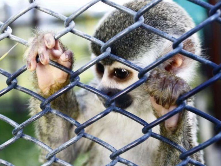 La compraventa mundial de animales salvajes, a examen 1 La compraventa mundial de animales salvajes, a examen