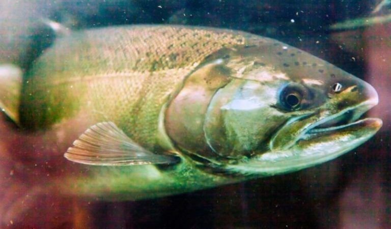 Peligro: El Salmón, un lujo tóxico 1 Peligro: El Salmón, un lujo tóxico