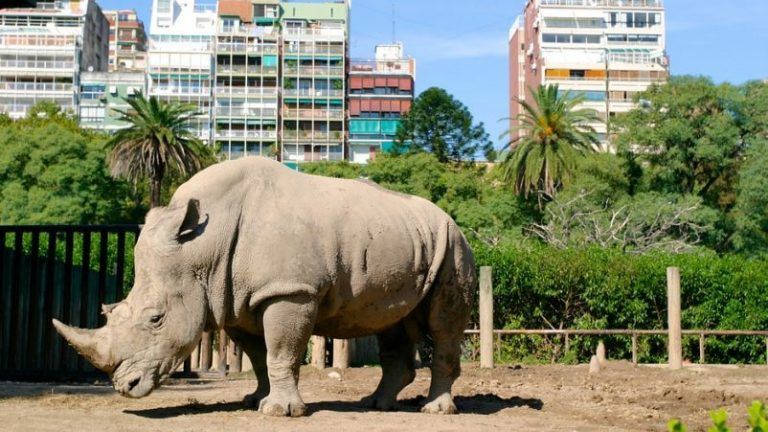 Reabre el zoo porteño con visitas conscientes 5 Reabre el zoo porteño con visitas conscientes