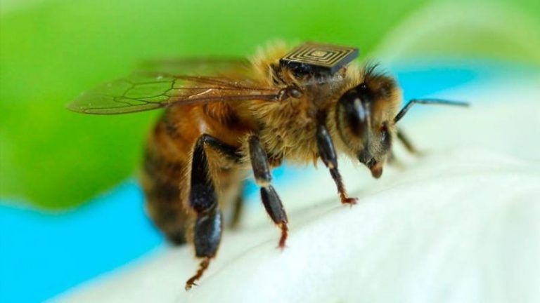 Abejas de Tasmania con microchips 2 Abejas de Tasmania con microchips