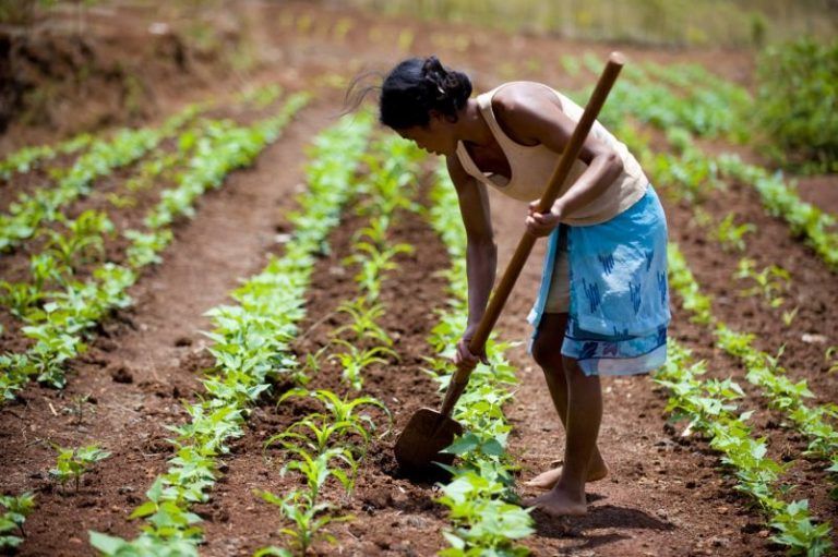 Agricultura inteligente como arma contra la sequía en Madagascar