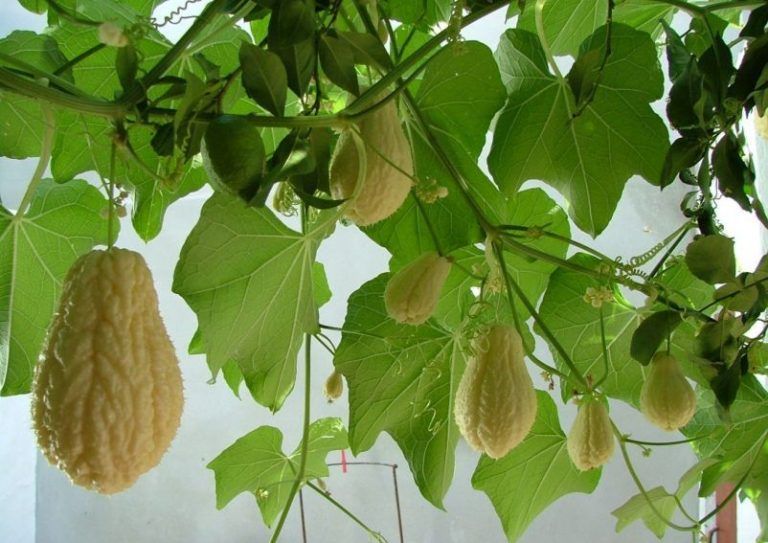 Chayote o papa del aire, nutritivo y fácil de cultivar 5 Chayote o papa del aire, nutritivo y fácil de cultivar