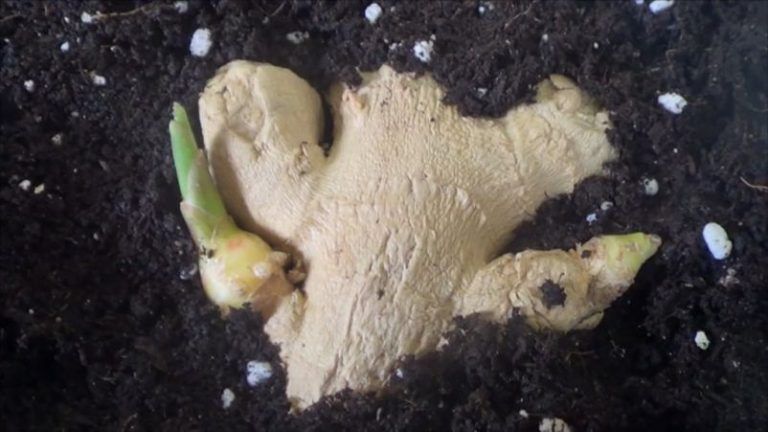 Cómo cultivar jengibre en maceta 6 Cómo cultivar jengibre en maceta