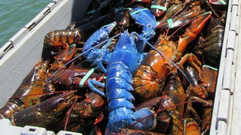 ¿Este bogavante azul zafiro es real? Sí, y te explicamos cómo es posible. 8 ¿Este bogavante azul zafiro es real? Sí, y te explicamos cómo es posible.
