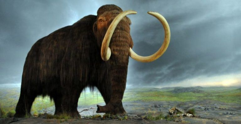 Este científico coreano dice que devolverá a la vida al mamut ¿podrá? 7 Este científico coreano dice que devolverá a la vida al mamut ¿podrá?