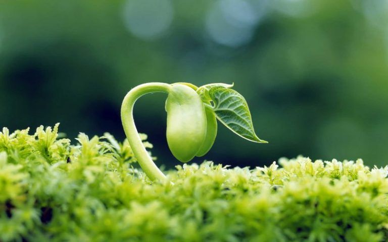 Neurobiólogo de la Universidad de Florencia: 'Las plantas tienen nuestros cinco sentidos y quince más' 10 Neurobiólogo de la Universidad de Florencia: ‘Las plantas tienen nuestros cinco sentidos y quince más’