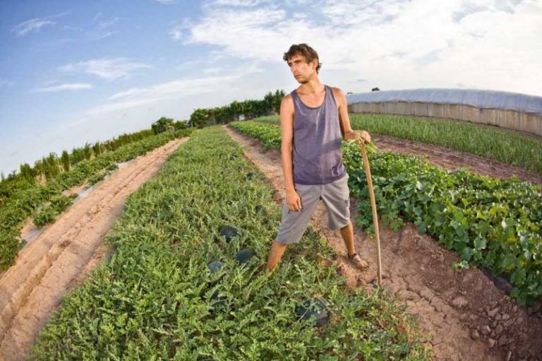 Al contrario que sus padres, miles de jóvenes latinoamericanos dejan la oficina por el campo 2 Al contrario que sus padres, miles de jóvenes latinoamericanos dejan la oficina por el campo