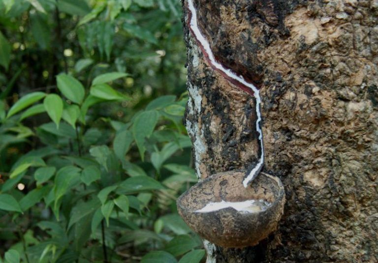 Del caucho a la energía, la historia se enturbia en la Amazonia 7 Del caucho a la energía, la historia se enturbia en la Amazonia