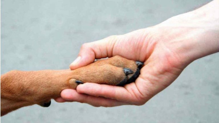 El duelo por tu mascota, cuando tu mejor amigo se marcha