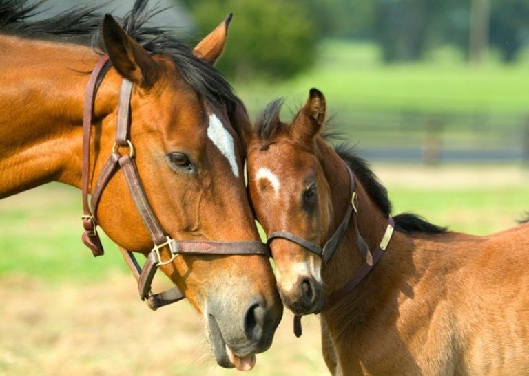Los caballos pueden comunicarse con nosotros 1 Los caballos pueden comunicarse con nosotros