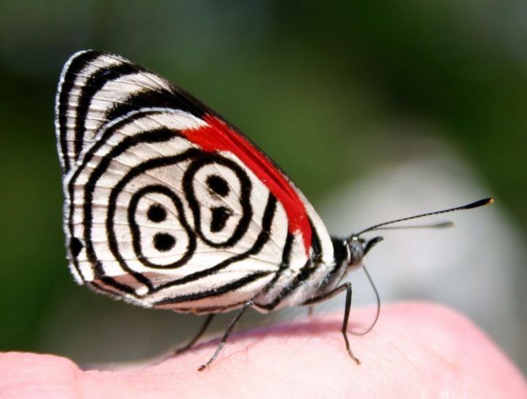 La relación entre la naturaleza y las matemáticas que te sorprenderá 8 La relación entre la naturaleza y las matemáticas que te sorprenderá