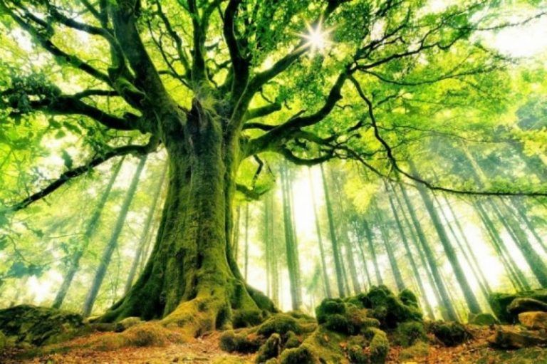 Los bosques valen cinco veces más de lo que cuestan