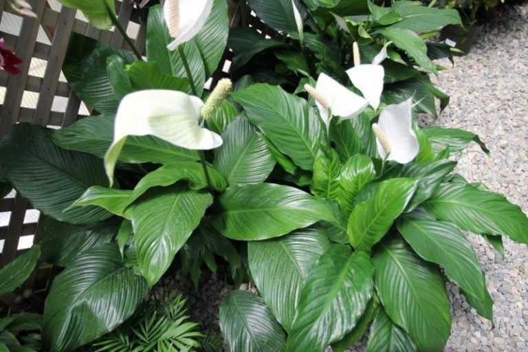 Plantas con poder: limpian los ambientes de químicos y gases tóxicos 2 Plantas con poder: limpian los ambientes de químicos y gases tóxicos