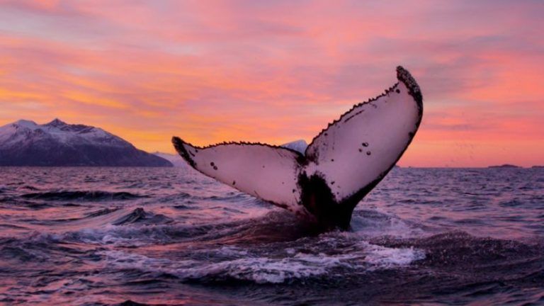 Triunfo: Petrolera BP abandona planes de perforar principal criadero de ballenas del mundo 8 Triunfo: Petrolera BP abandona planes de perforar principal criadero de ballenas del mundo