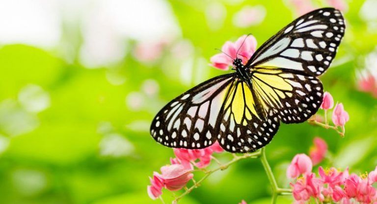 Una extinción insoportable para la supervivencia 9 Una extinción insoportable para la supervivencia