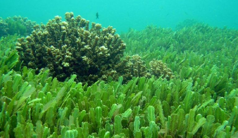 Chlorella, alternativa a los biocombustibles convencionales 4 Chlorella, alternativa a los biocombustibles convencionales