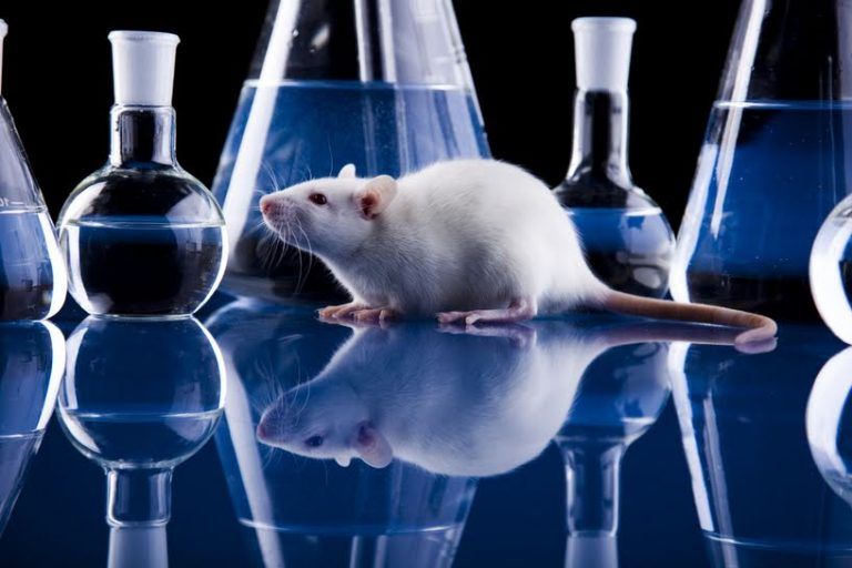 La realidad de los experimentos en animales 12 La realidad de los experimentos en animales
