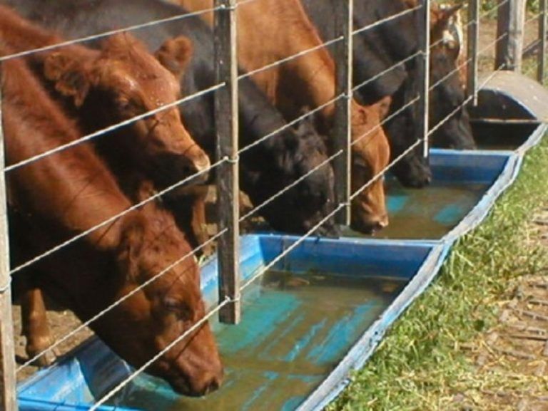 Mueren 120 novillos por tomar agua con herbicida 5 Mueren 120 novillos por tomar agua con herbicida