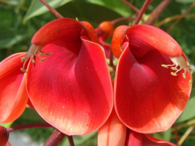 Todos podemos plantar, donar o adoptar un árbol nativo