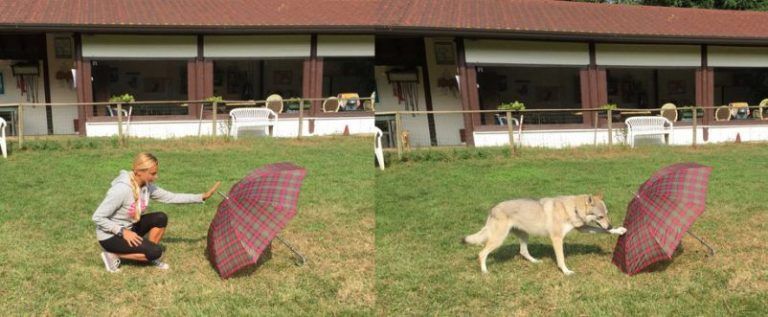 Tu perro recuerda lo que hiciste 10 Tu perro recuerda lo que hiciste