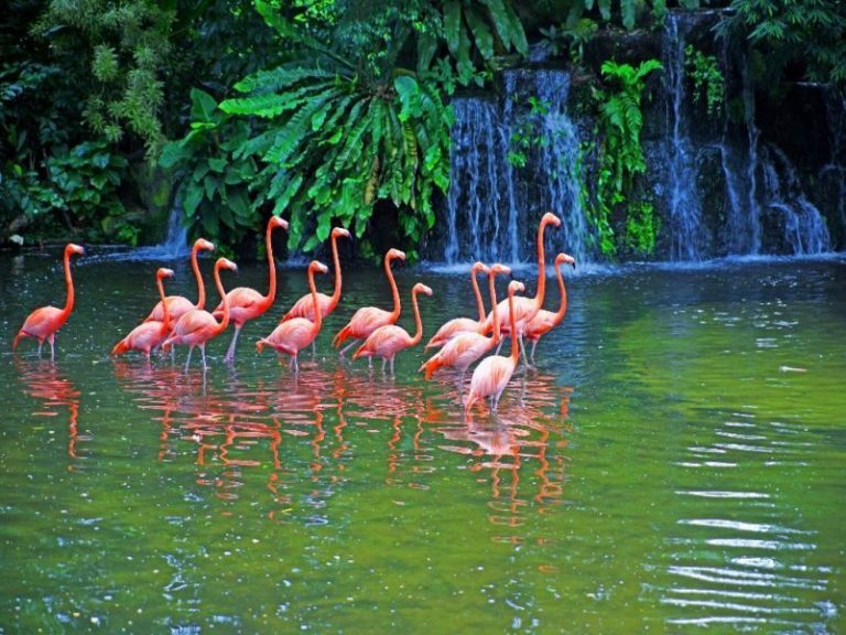 Argentina: Les cortaron las alas a los flamencos en Córdoba para que no invadan la ciudad 10 Argentina: Les cortaron las alas a los flamencos en Córdoba para que no invadan la ciudad