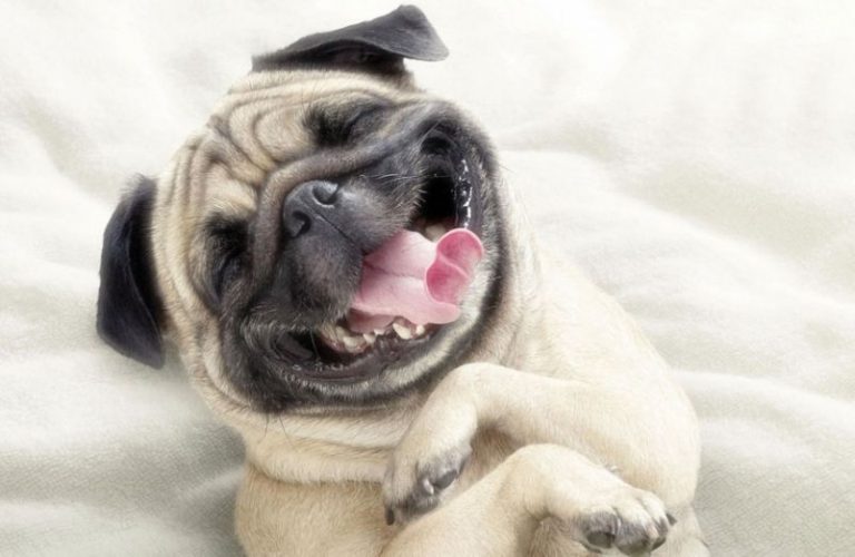 ¿Entienden los dueños a sus mascotas? 5 ¿Entienden los dueños a sus mascotas?