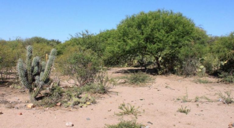 Nueva ley de bosques en Córdoba, un escenario aterrador 4 Nueva ley de bosques en Córdoba, un escenario aterrador