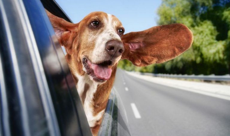 Para viajar con tu mascota... sigue estos consejos 1 Para viajar con tu mascota… sigue estos consejos