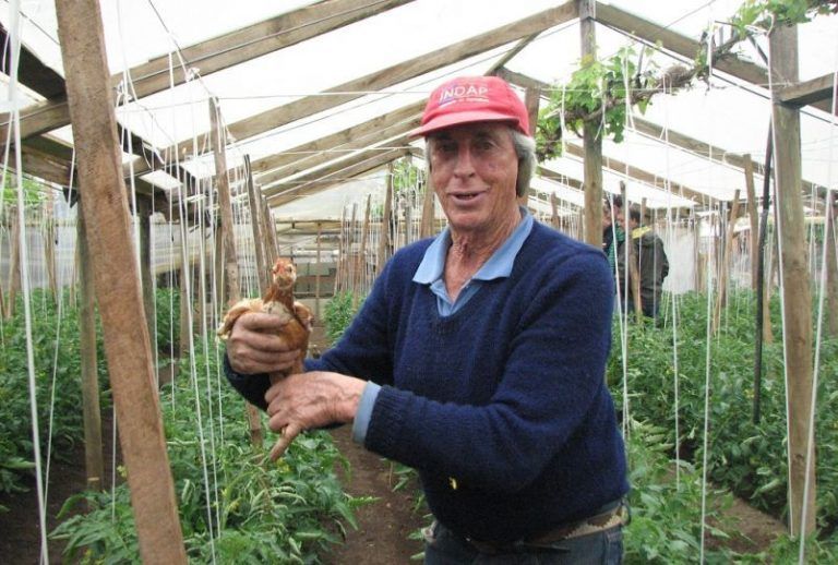 Trabajar con la naturaleza: Agricultor utiliza aves en su huerta para control de insectos y malezas 13 Trabajar con la naturaleza: Agricultor utiliza aves en su huerta para control de insectos y malezas