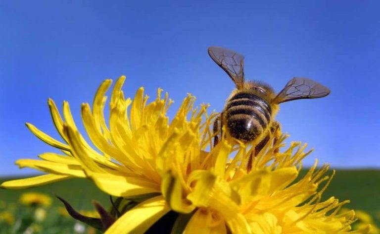 Einstein dijo: “Si las abejas desaparecen al hombre le quedarían 4 años en la Tierra” ¿Verdadero o falso? 10 Einstein dijo: “Si las abejas desaparecen al hombre le quedarían 4 años en la Tierra” ¿Verdadero o falso?