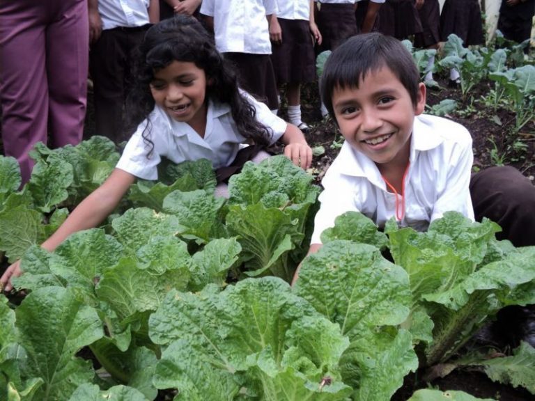 Huertos escolares: educación y nutrición 4 Huertos escolares: educación y nutrición