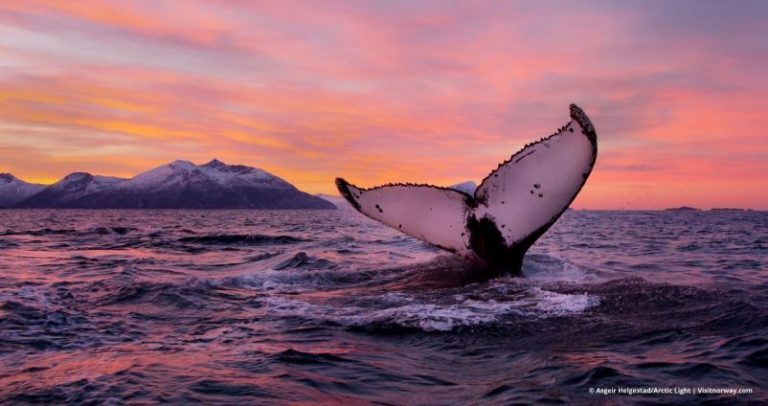 Ballena tenía 30 bolsas y otros desperdicios de plástico en su estómago 6 Ballena tenía 30 bolsas y otros desperdicios de plástico en su estómago