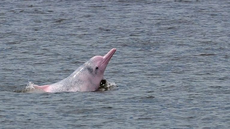 En Colombia estarían cazando delfines rosados para vender su aceite 9 En Colombia estarían cazando delfines rosados para vender su aceite