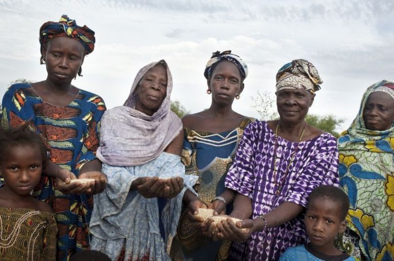 La Vía Campesina condena la reciente criminalización del intercambio de semillas tradicionales en Tanzania 1 La Vía Campesina condena la reciente criminalización del intercambio de semillas tradicionales en Tanzania