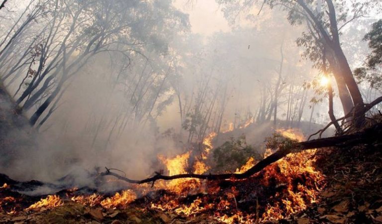 Las zonas forestales artificiales son las responsables de los incendios más graves 5 Las zonas forestales artificiales son las responsables de los incendios más graves