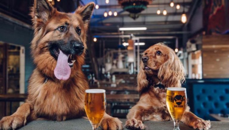Una empresa ofrece una semana libre a los empleados que adopten un perro 2 Una empresa ofrece una semana libre a los empleados que adopten un perro