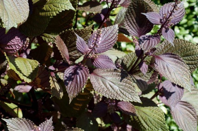 Anisakis y demás alergias, se solucionan con la planta Perilla frutescens 5 Anisakis y demás alergias, se solucionan con la planta Perilla frutescens