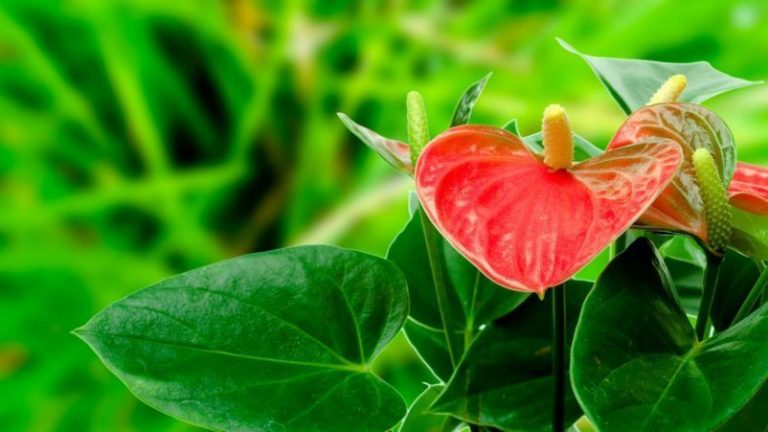 La NASA publicó una lista de las mejores plantas purificadoras de aire. ¡Ellas deben estar en cada apartamento! 9 La NASA publicó una lista de las mejores plantas purificadoras de aire. ¡Ellas deben estar en cada apartamento!