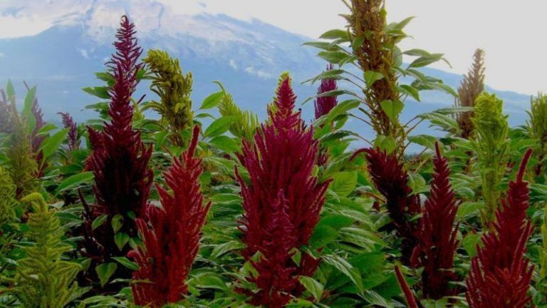 La planta sagrada de los Incas que combate a los transgénicos