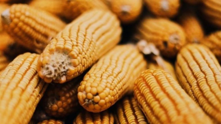 Monsanto busca limitar la soberanía alimentaria en Argentina, afirman expertos 3 Monsanto busca limitar la soberanía alimentaria en Argentina, afirman expertos