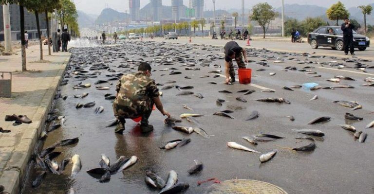 ¿Por qué se produce la lluvia de peces? 2 ¿Por qué se produce la lluvia de peces?