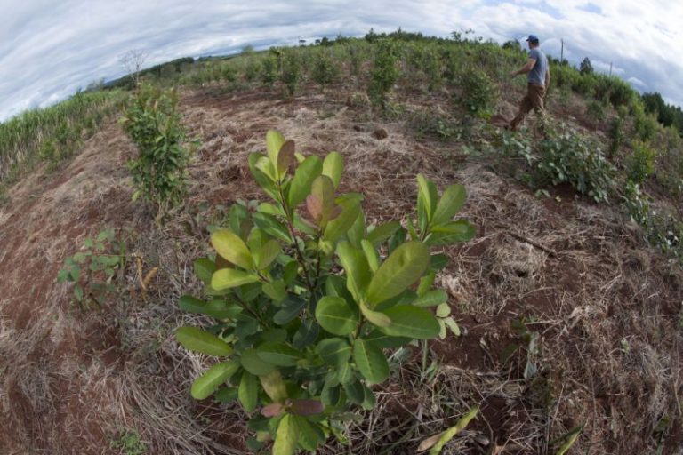 22 de abril Día de la Tierra: Sumá a tu ciudad a la agroecología
