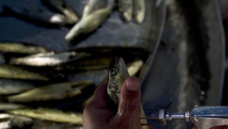 Alerta por el salmón rosado: la mayoría de lo que se importa de Chile tiene antibióticos 8 Alerta por el salmón rosado: la mayoría de lo que se importa de Chile tiene antibióticos