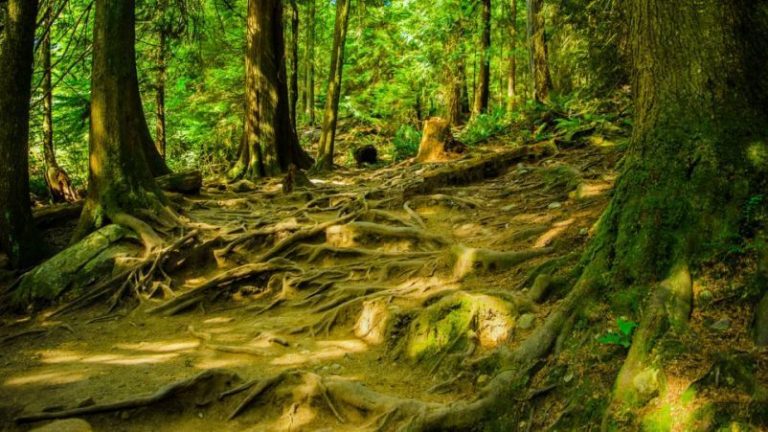 Las plantas no solo “escuchan” el agua real sino que la distinguen si intentan engañarlas 1 Las plantas no solo “escuchan” el agua real sino que la distinguen si intentan engañarlas