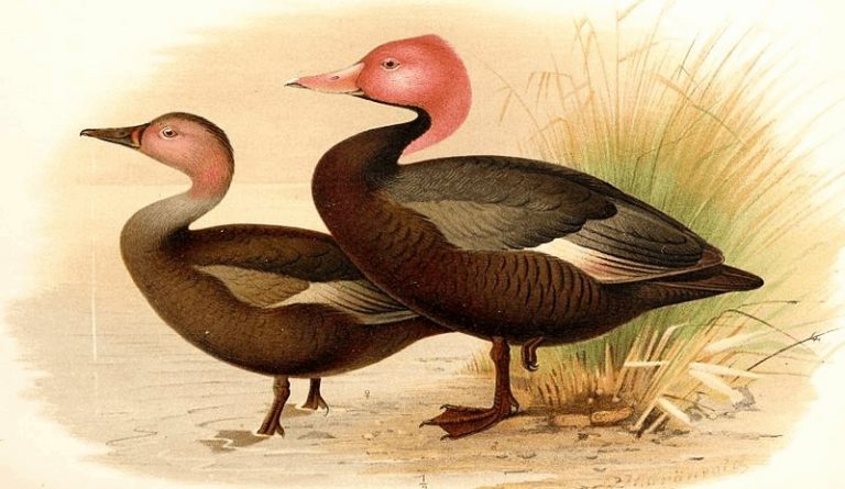 Los más buscados del planeta: campaña para hallar 25 animales que no se ven hace 1.500 años