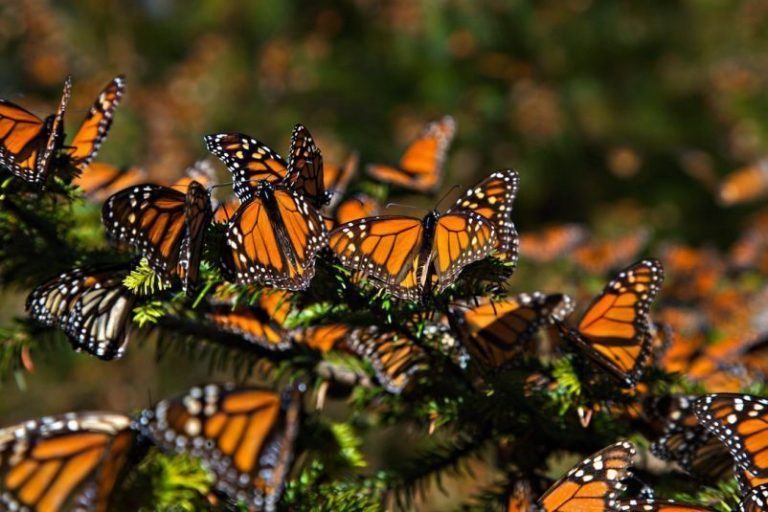 ¿Qué sucede con las mariposas monarca en México?