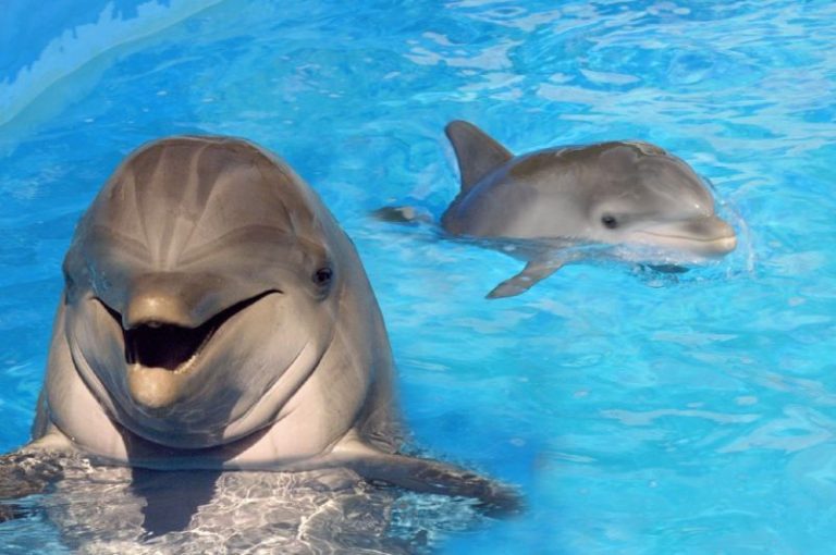 Delfines interactúan con 'apps' en una pantalla táctil 12 Delfines interactúan con ‘apps’ en una pantalla táctil