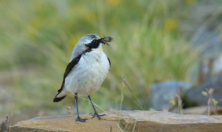 El 43% de las aves europeas, en peligro