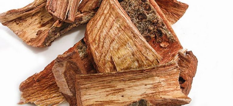 El cuachalalate, una planta medicinal con propiedades anticancerígenos